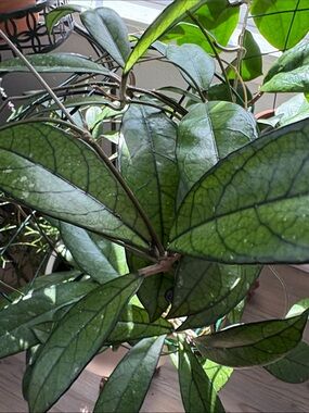 Hoya Crassipitiolata